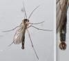 Gnoristinae inconnu